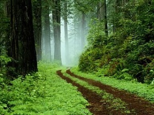 camino_bosque BLOGG